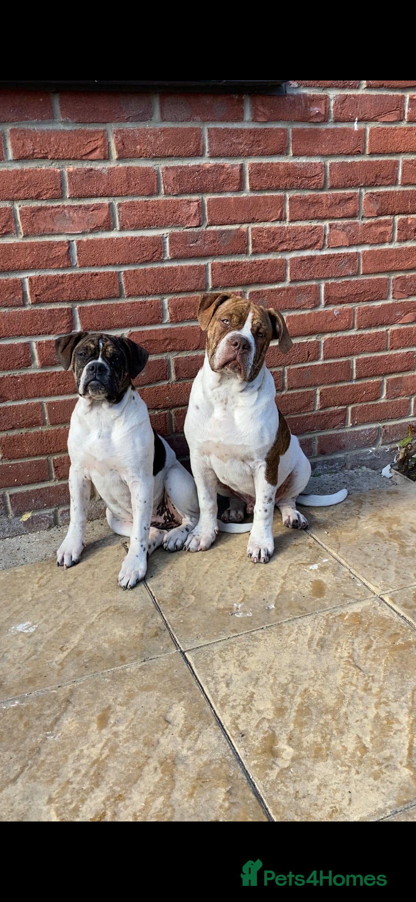 Alapaha Blue Blood Bulldog dogs Pure bred pedigree ALAPAHAS 2left - Advert 1
