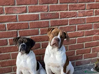 Alapaha Blue Blood Bulldog dogs Pure bred pedigree ALAPAHAS 2left - Advert 2