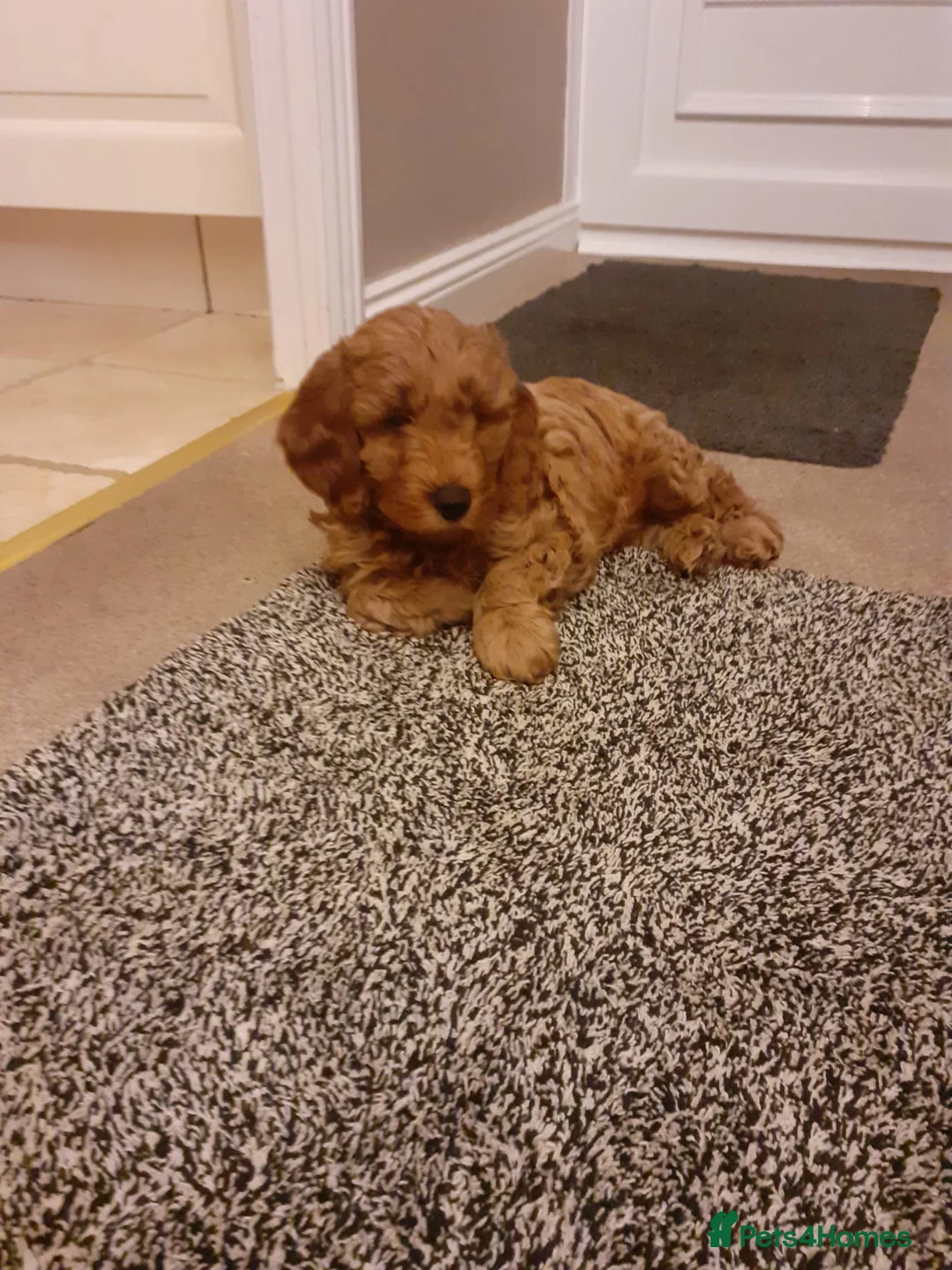 Cockapoo dogs for stud: F1 Red Cockapoo PROVEN Stud-Extensively DNA Tested in Stafford - Advert 17