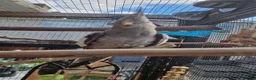 Cockatiels birds for sale: 2 cockatiels left 9 weeks old  - Advert 2