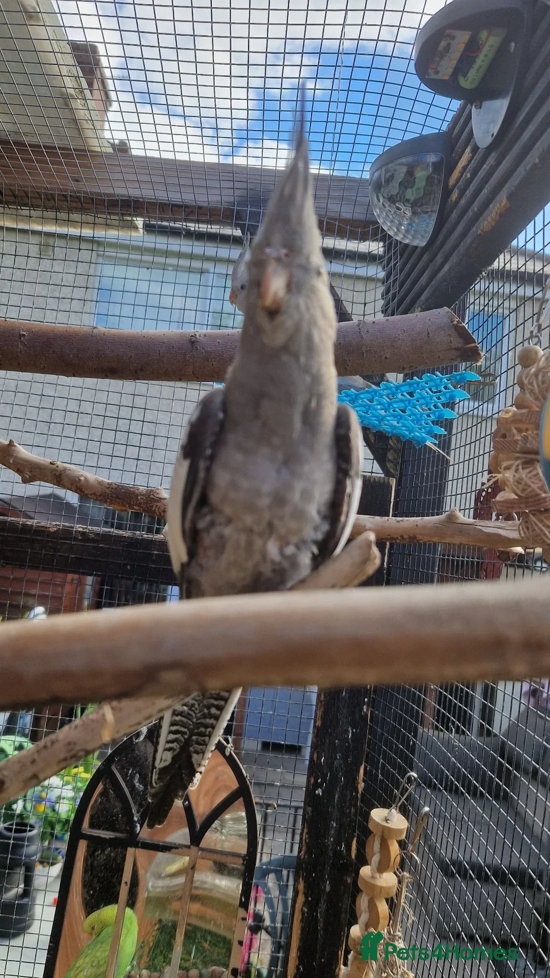Cockatiels birds for sale: 2 cockatiels left 9 weeks old  - Advert 2