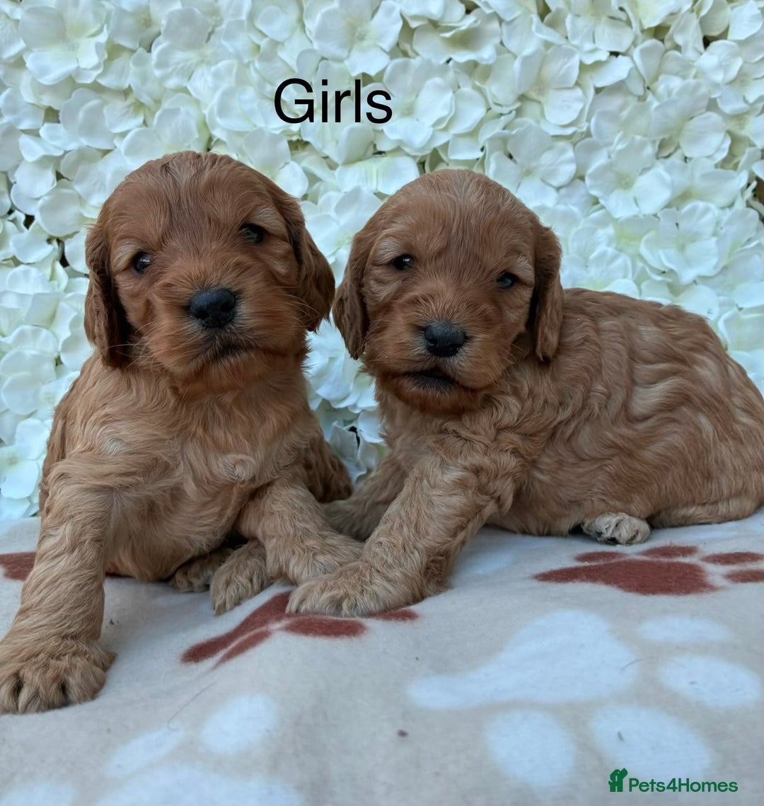 Cockapoo dogs for sale: Beautiful F1 Cockapoo Puppies Available  - Advert 3