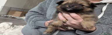Pomeranian Puppy 1
