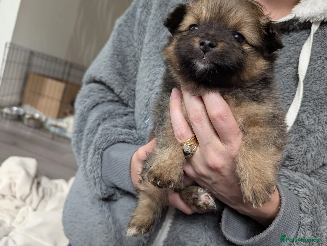Pomeranian dogs for sale: 🌟 Beautiful Pomeranian Puppies – Ready Soon! 🌟 - Advert 2