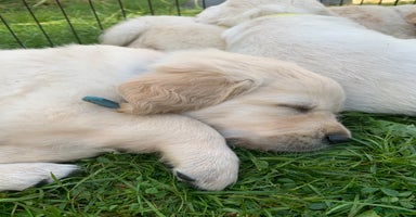 Golden Retriever dogs in Llanfyrnach - Advert 8