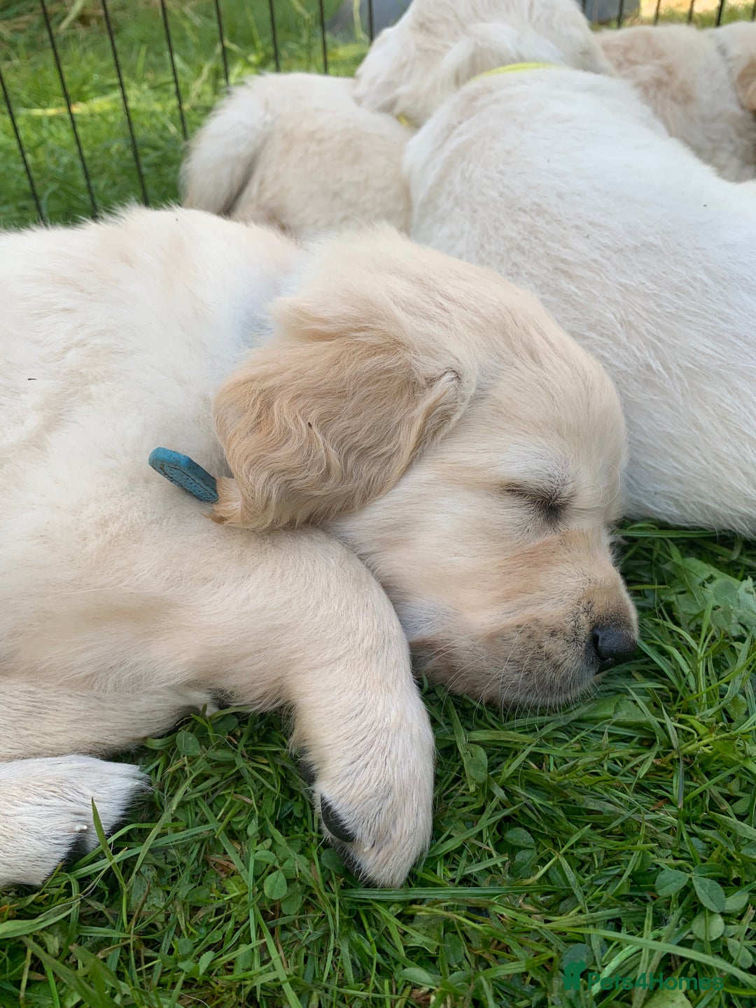Golden Retriever dogs for sale: 1 BOY LEFT! Beautiful KC Golden Retriever Puppies! in Llanfyrnach - Image 5