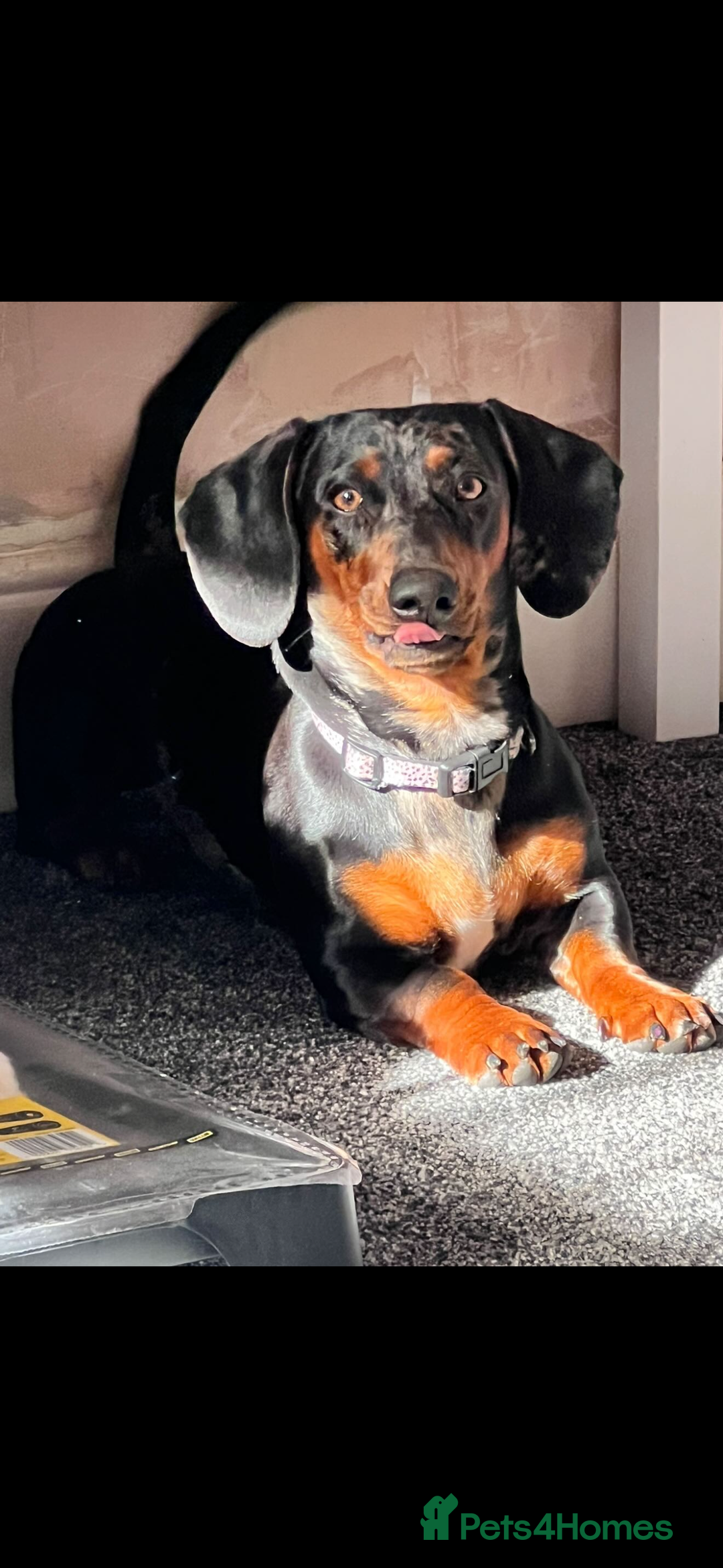 Dachshund dogs for sale: Dachshund puppies for sale - Advert 5
