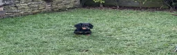 Dachshund dogs for stud: Standard Silver Dapple Long Haired Dachshund Stud in Bishop Auckland - Advert 23