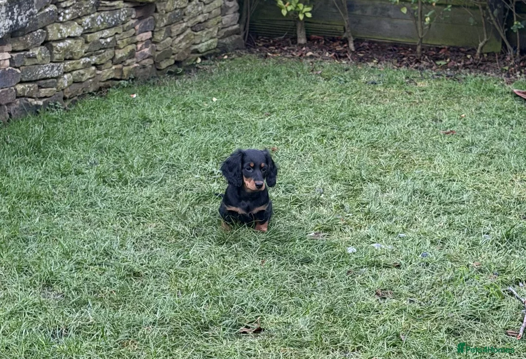 Dachshund dogs for stud: Standard Silver Dapple Long Haired Dachshund Stud in Bishop Auckland - Advert 23