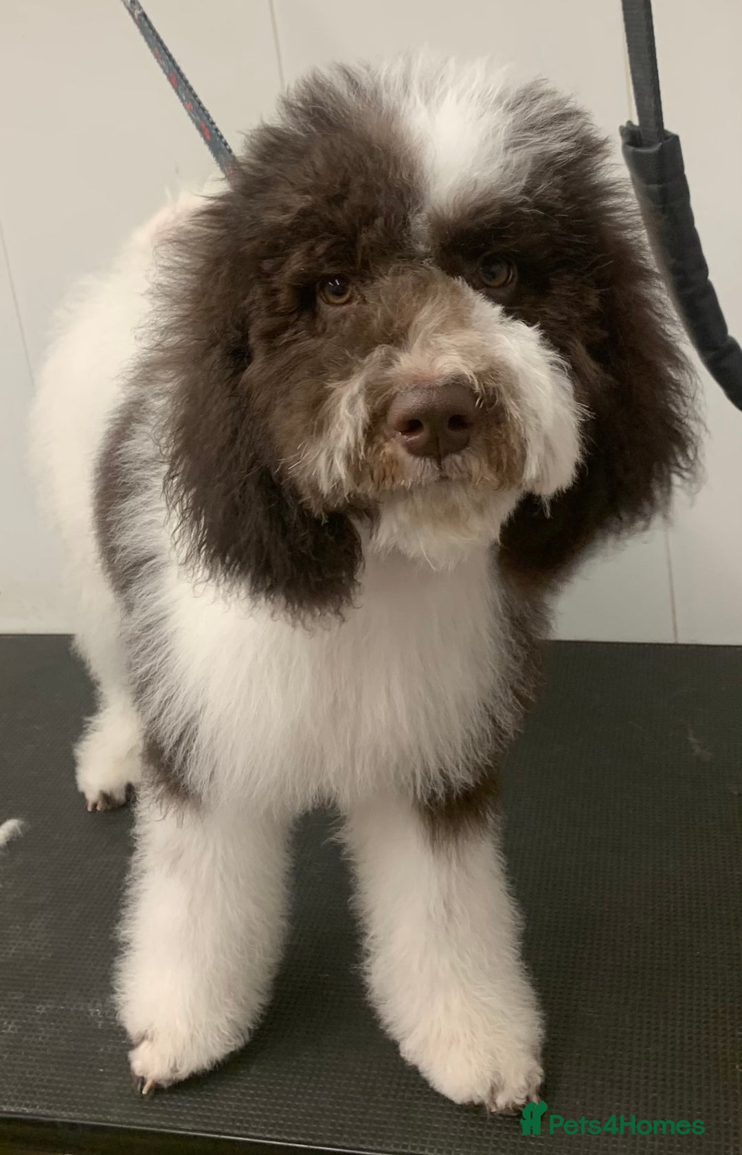 Labradoodle dogs for sale: Therapy breeder 5th gen miniature F1bbbb - Image 6