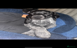 German Shorthaired Pointer dogs for sale: KC show qualify GSP’s (crufts champion bloodlines) - Image 5