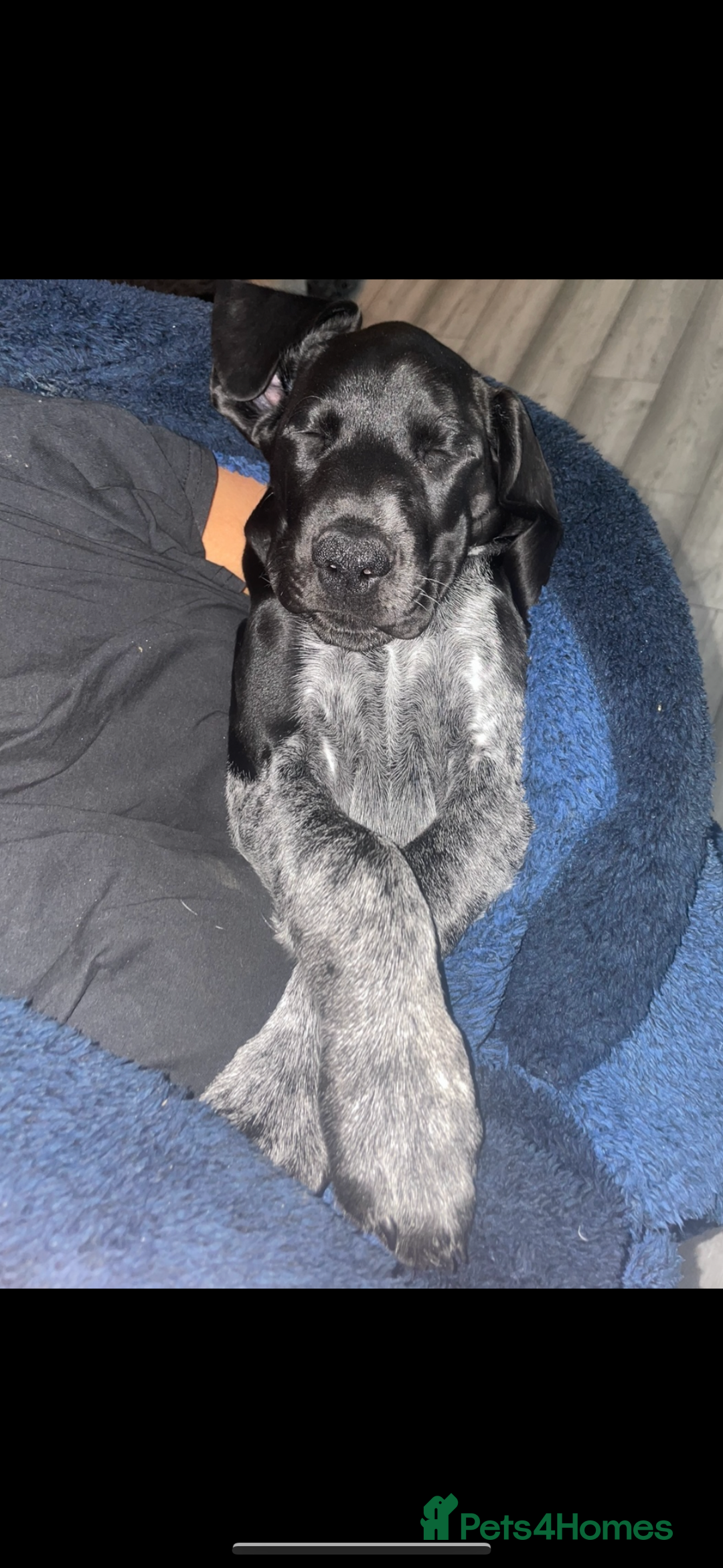 German Shorthaired Pointer dogs for sale: KC show qualify GSP’s (crufts champion bloodlines) - Image 5