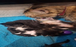 Norwegian Forest Cat cats for sale: Norwegian Forest kittens for sale - Image 8