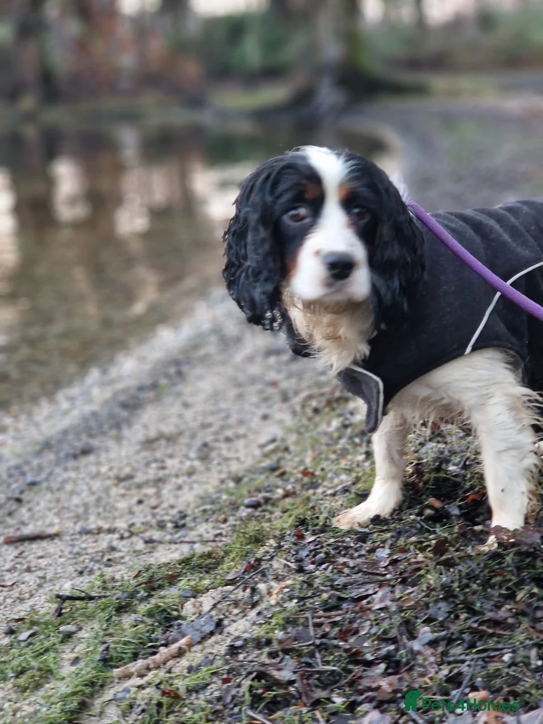 Cockalier dogs for sale: Bertha Cockalier - Advert 1