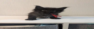 Maine Coon 2