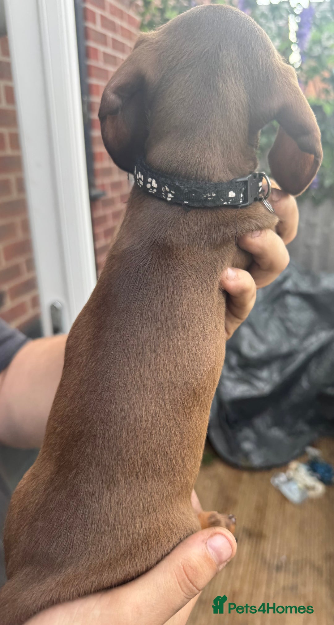 Miniature Dachshund dogs for sale: stunning KC miniature dachshunds  - Image 4