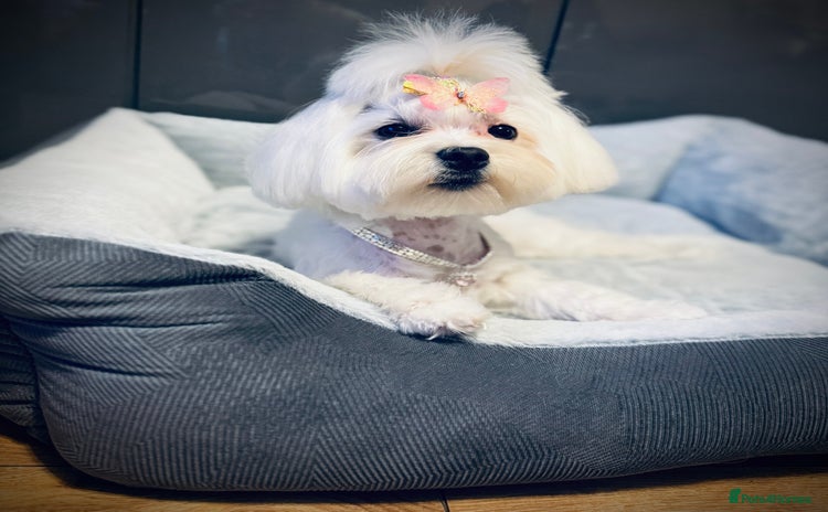 Maltese dogs in Ipswich - Advert 2