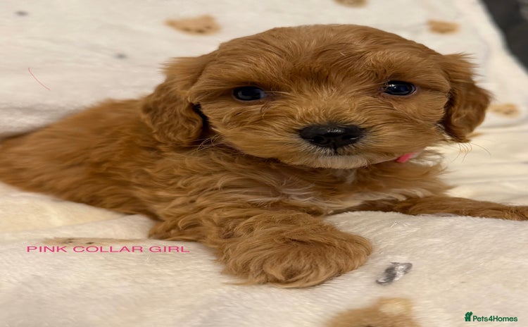 Cockapoo dogs F1 cockapoo puppies  - Advert 3