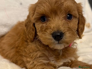 Cockapoo dogs F1 cockapoo puppies - Advert 6