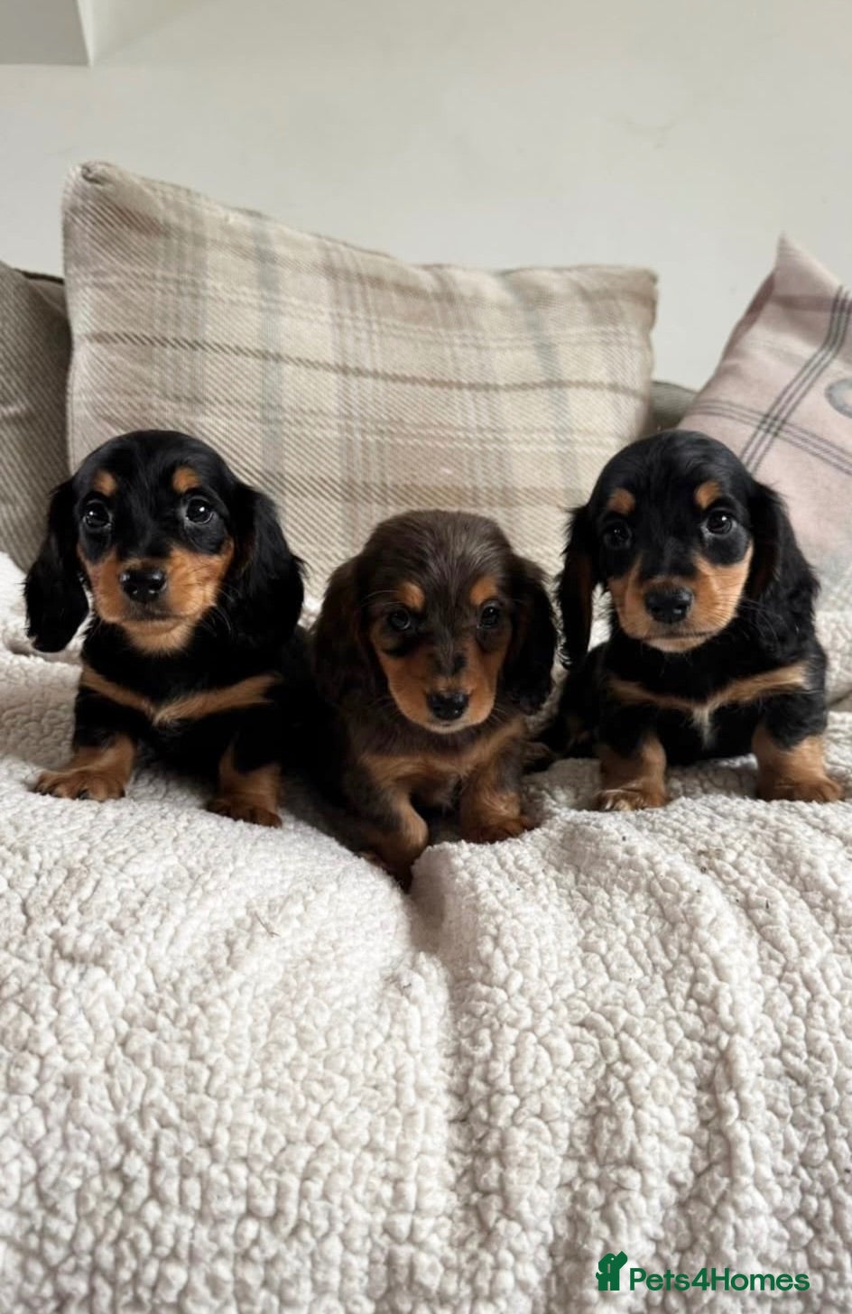 Dachshund dogs BEAUTIFUL MINI DACHSHUNDS PRA CLEAR & KC REG - Advert 2