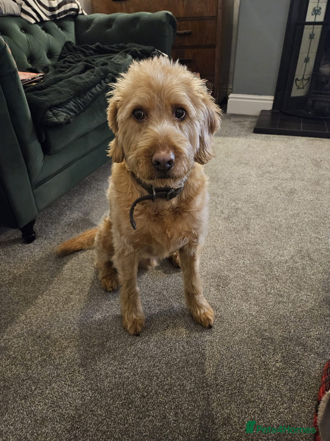Labradoodle dogs for sale: Apricot Labradoodle - Male - Buddy! - Advert 7