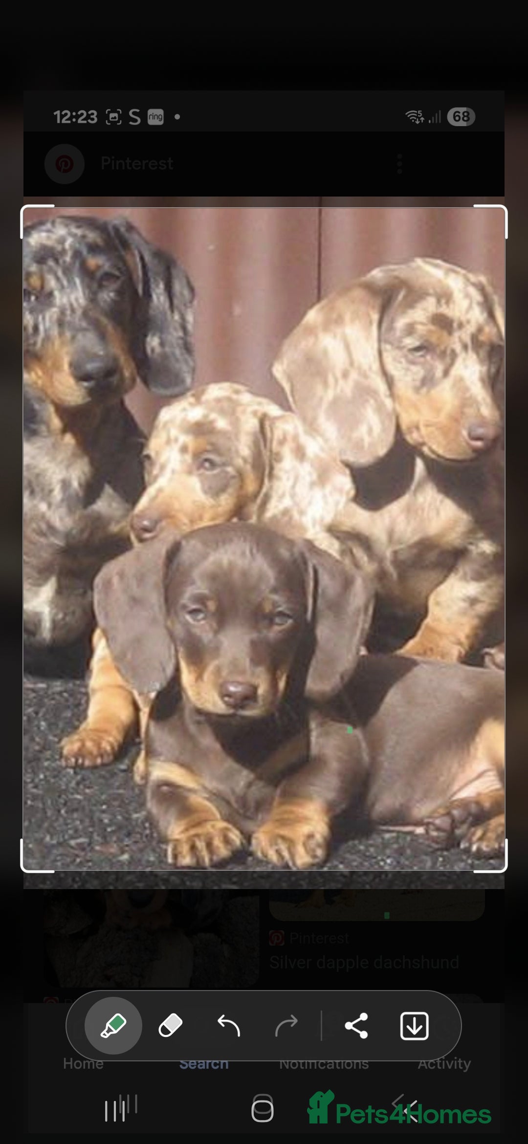 Miniature Dachshund dogs for sale: Miniature  Dachshund  chocolate dapple female - Image 3