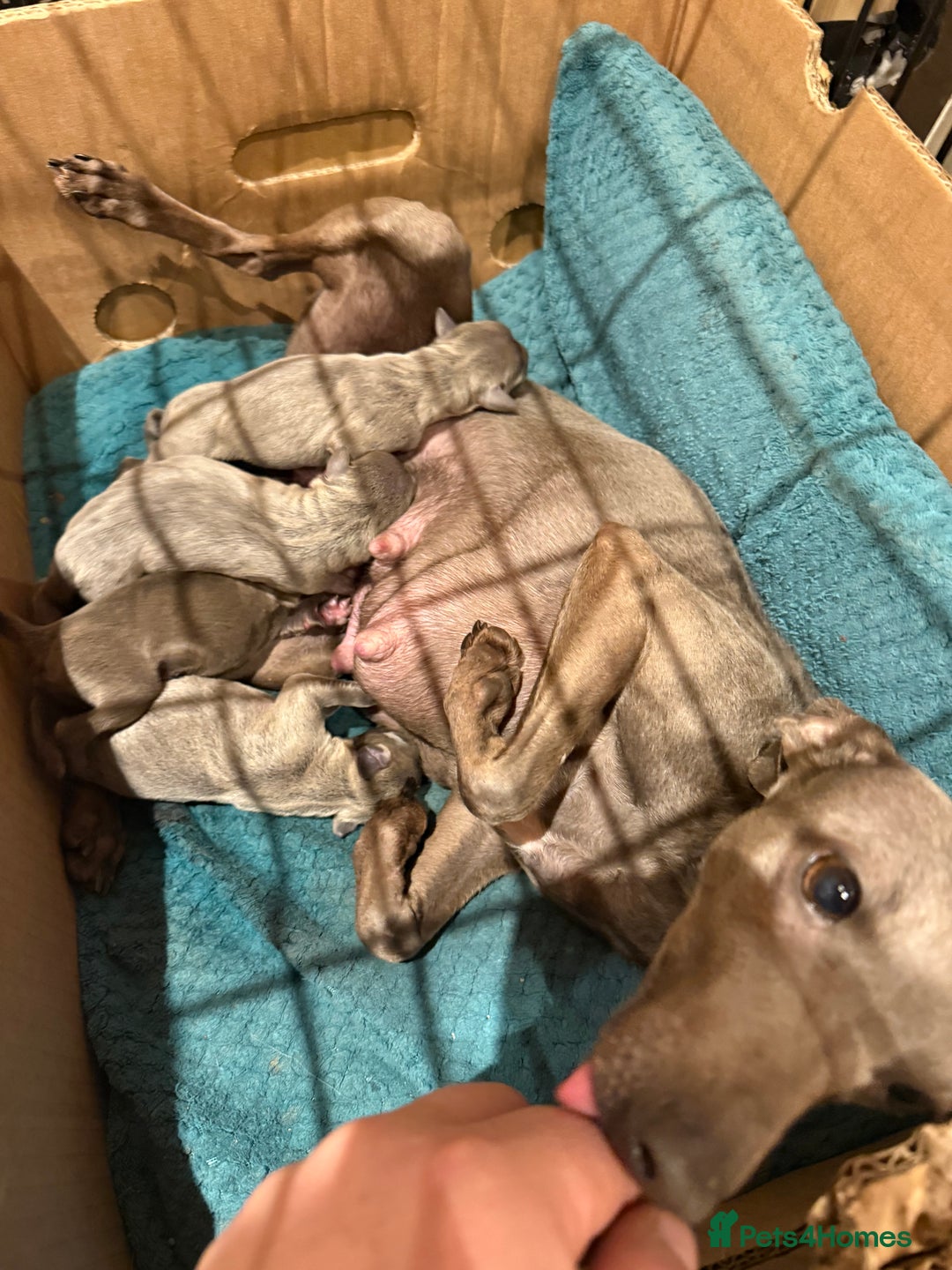 Italian Greyhound dogs for sale: 3 male Italian greyhound puppies for sale - Advert 14