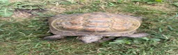 Tortoise reptiles for sale: Speedy the tortoise  - Advert 3