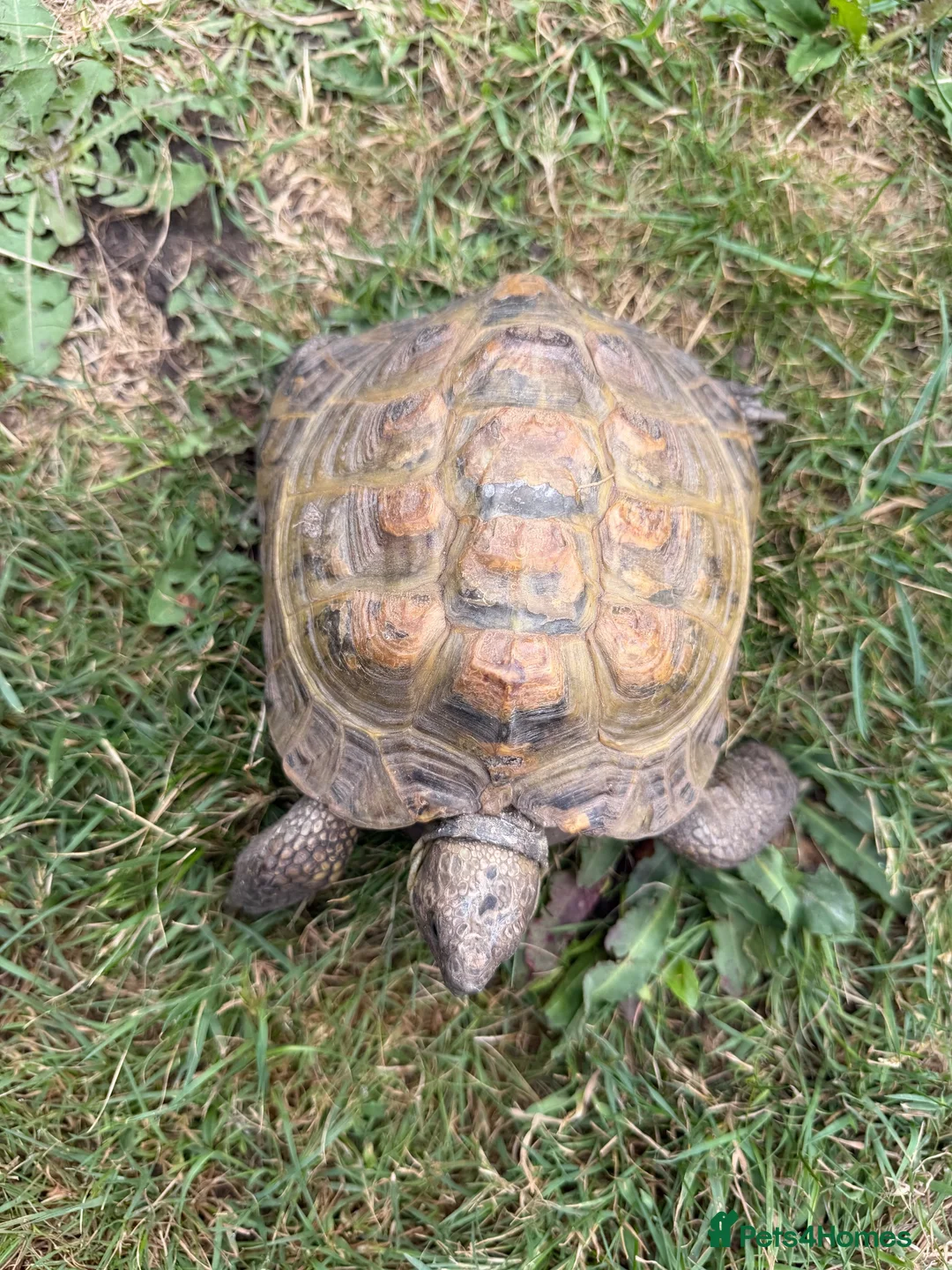 Tortoise reptiles for sale: Speedy the tortoise  - Advert 3