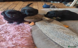 Labrador Retriever dogs for sale: Beautiful pedigree black Labrador pup's  - Image 2