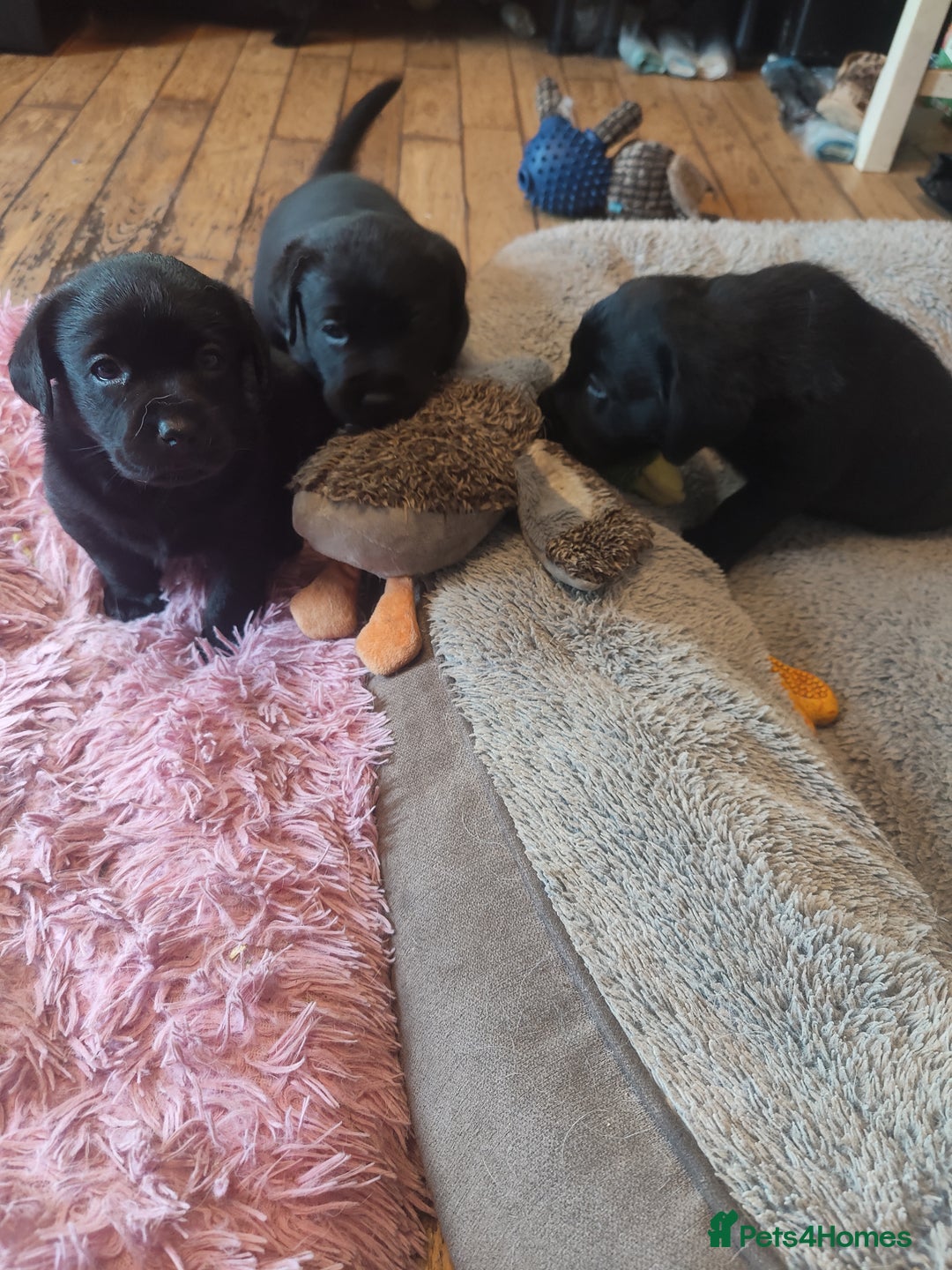 Labrador Retriever dogs for sale: Beautiful pedigree black Labrador pup's  - Image 2