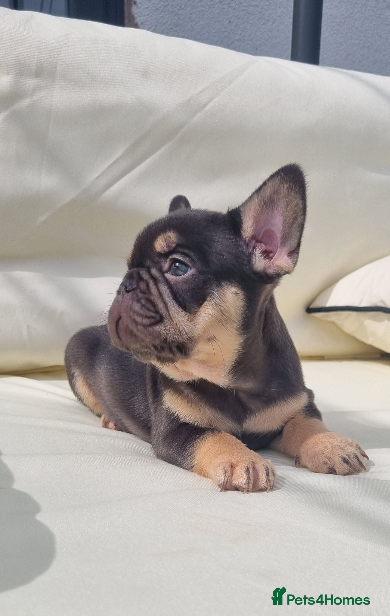 French Bulldog dogs Ready Chocolate & lilac French Bulldog puppy - Advert 1