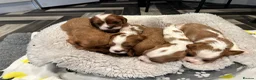 Cavalier King Charles Spaniel dogs for sale: 6 SWEET LITTLE BEAUTIES 2 boys 4 girls  - Advert 32
