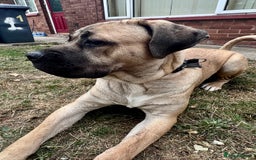 Cane Corso dogs for sale: 🐾 Male Cane Corso  - Image 7