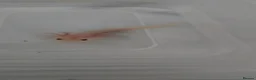 Axolotl reptiles for sale: READY NOW Leucistic Axolotl Babies - Advert 8