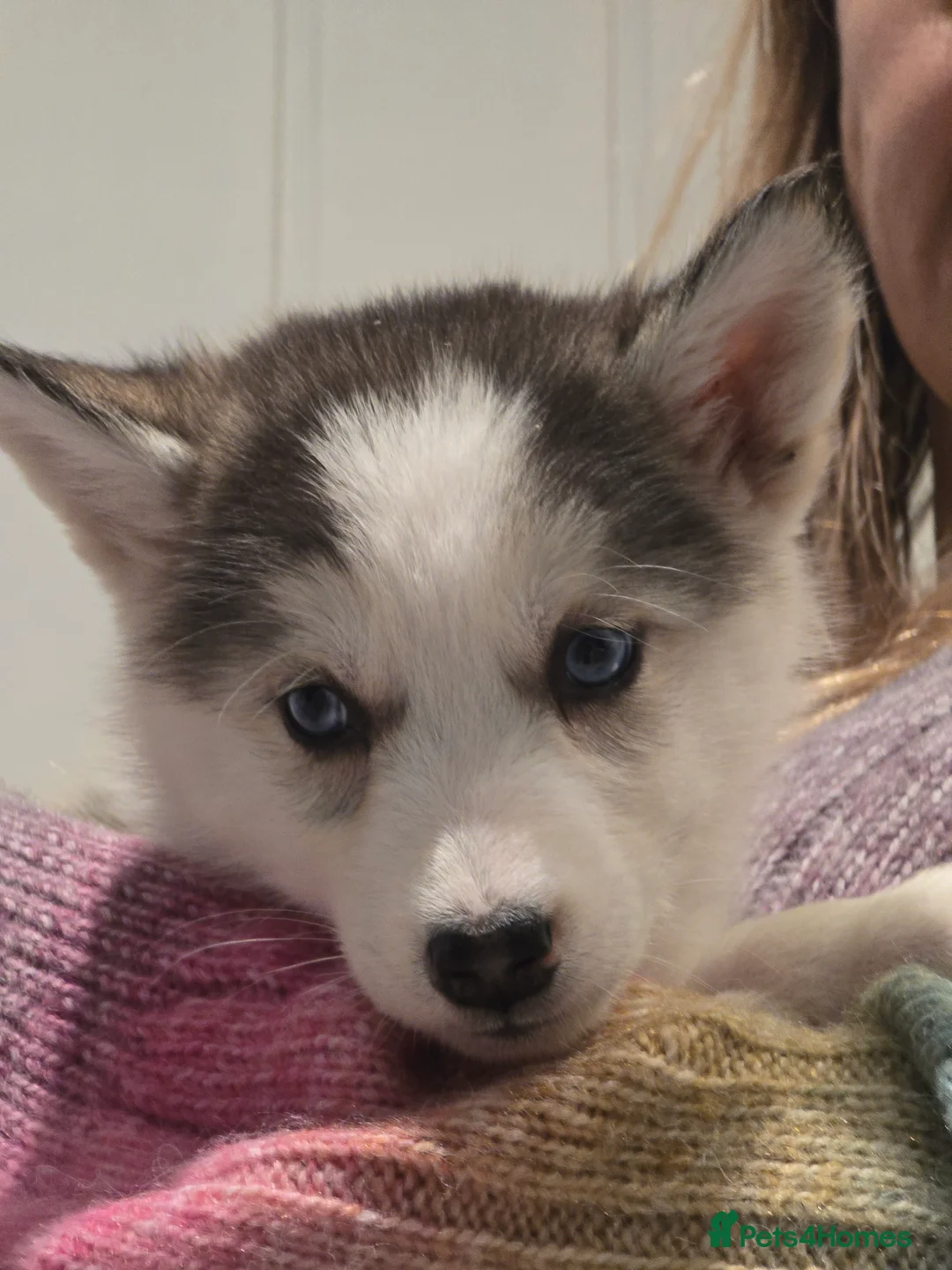 Siberian Husky dogs for sale: Ready Now last 2 girls left in litter - Advert 5