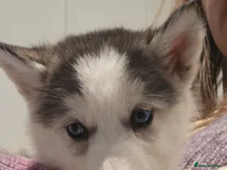 Siberian Husky dogs Ready Now last 2 girls left in litter - Advert 5