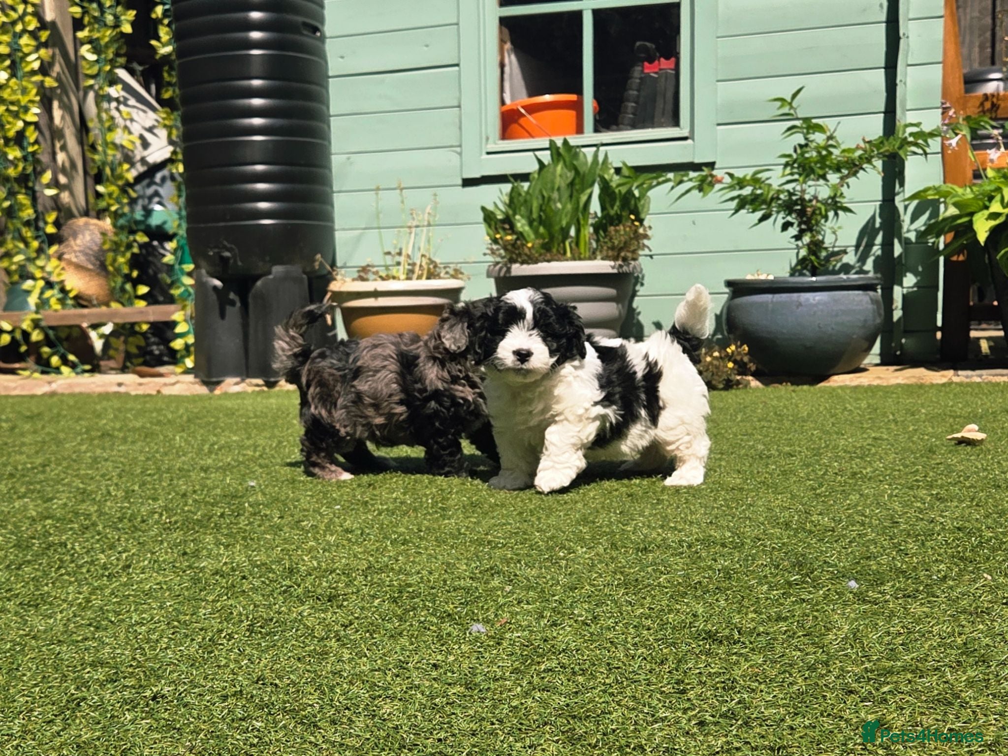 Lhasapoo dogs Stunning Lhasapoo Puppies.  - Advert 1