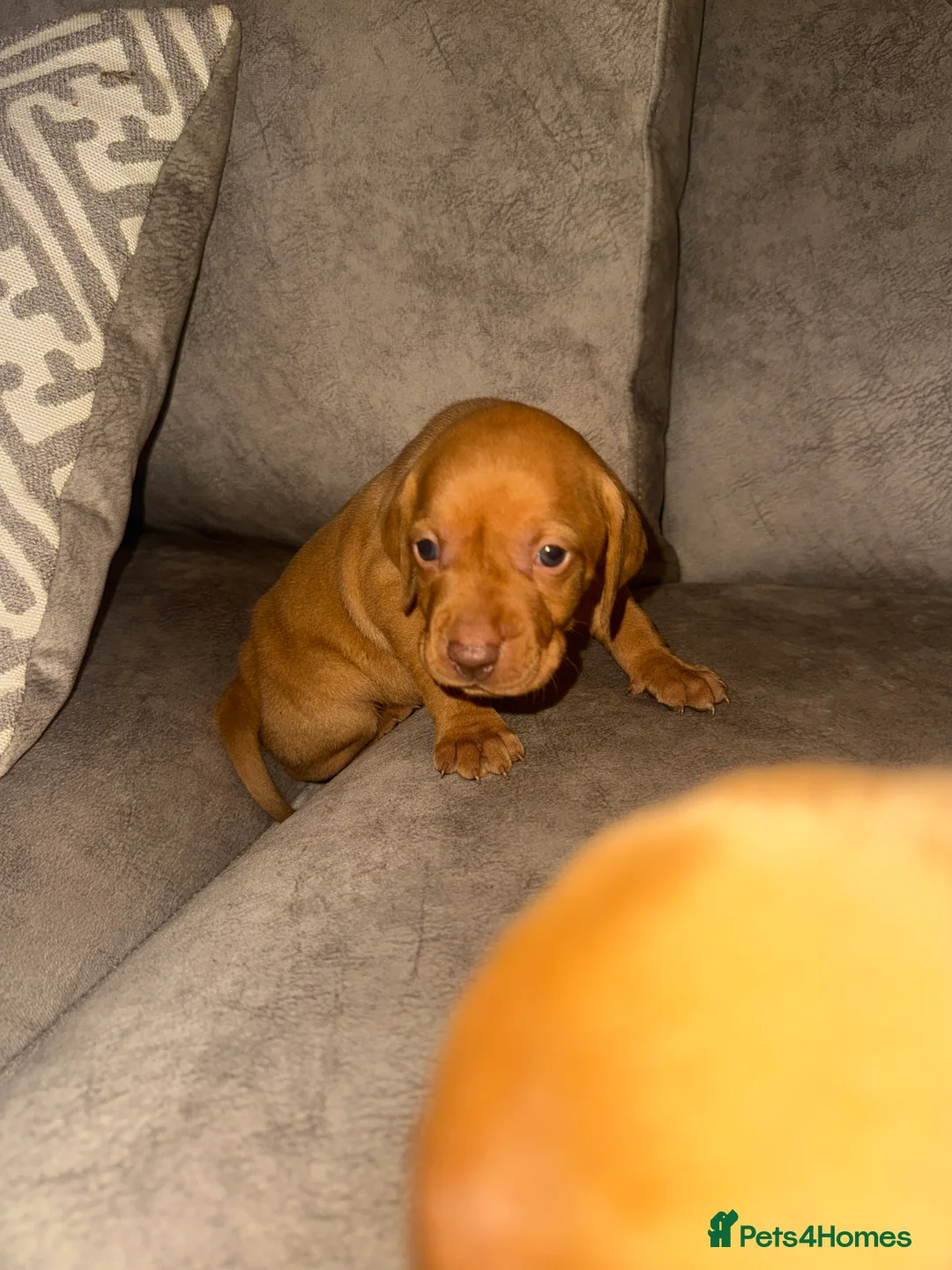 Hungarian Vizsla dogs for sale: Hungarian Vizsla KC Puppies excellent Pedigree - Advert 33