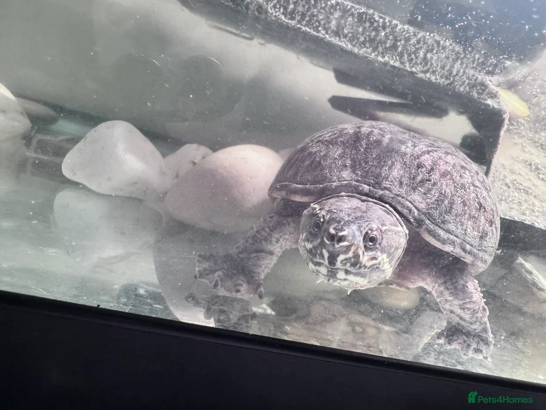 Turtle reptiles for sale: Two musk turtles - Advert 3