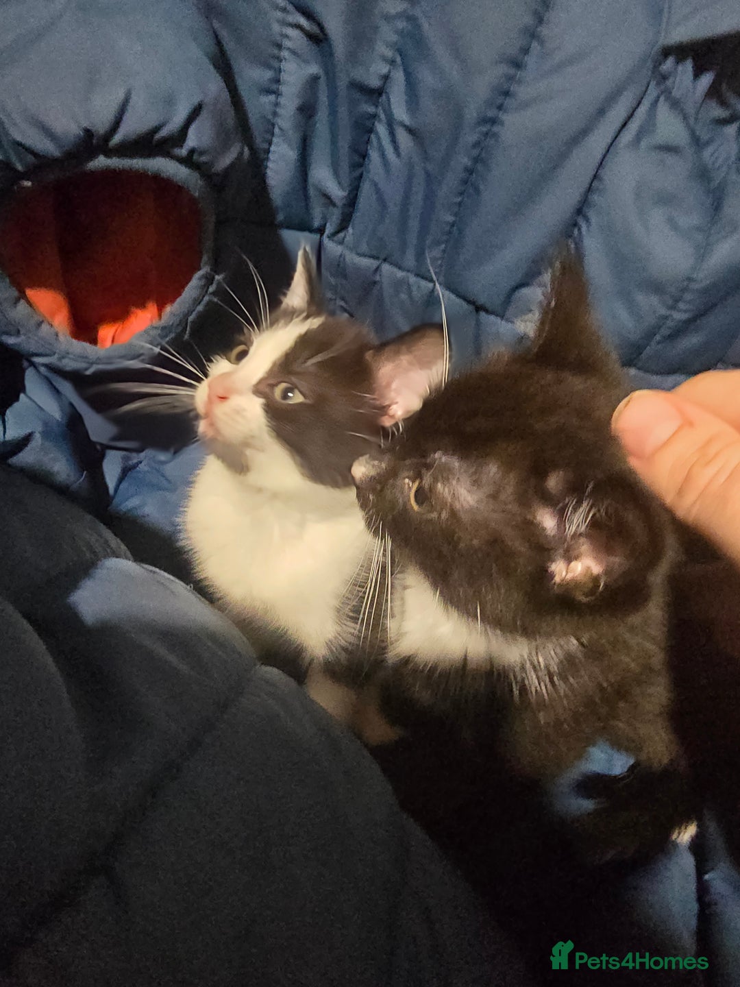 British Shorthair cats for sale: Stunning girls  - Advert 3