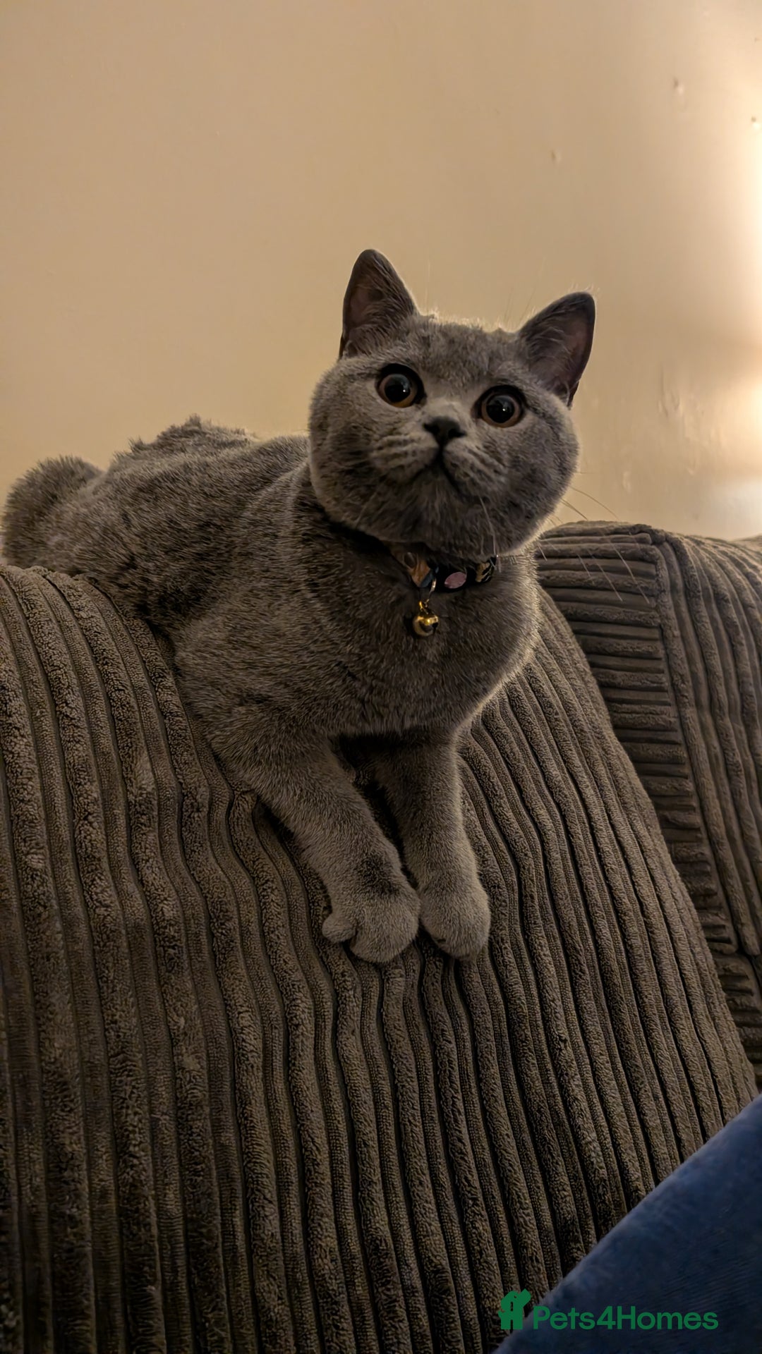 British Shorthair cats for sale: Two sister BSH - Advert 4