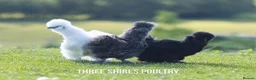 Chickens poultry for sale: Silkie Bantams - Advert 2