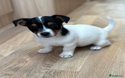 Jack Russell dogs for sale: Traditional Miniature Jack Russell Puppies! - Advert 3