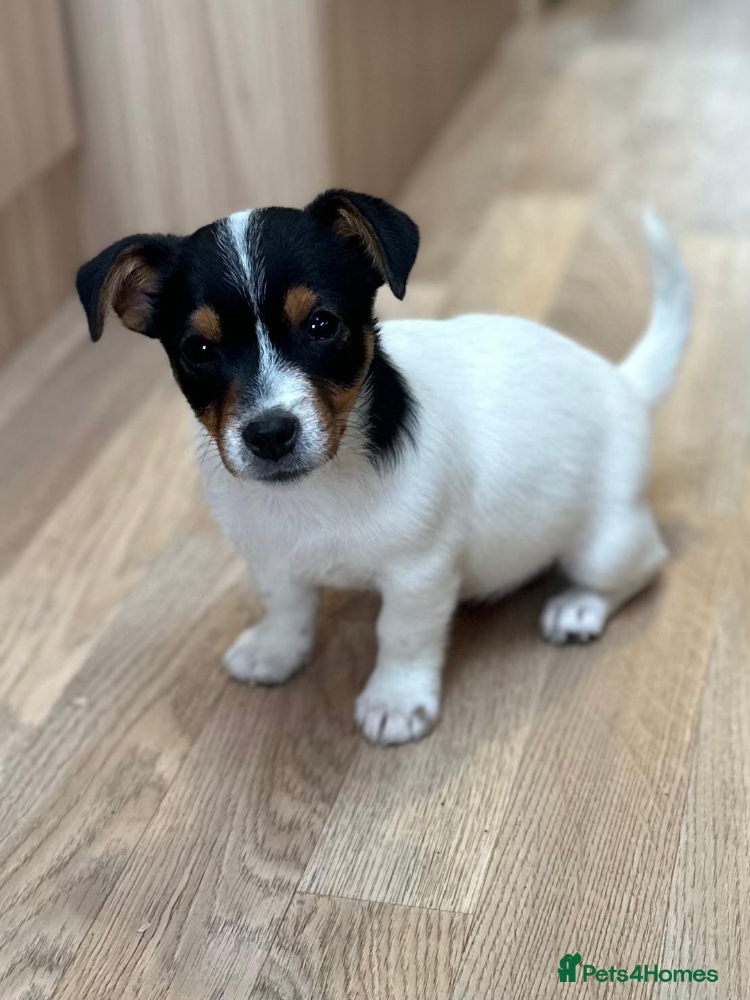 Jack Russell dogs for sale: Traditional Miniature Jack Russell Puppies! - Advert 3