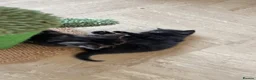Mixed Breed cats for sale: Three black kittens  - Advert 21