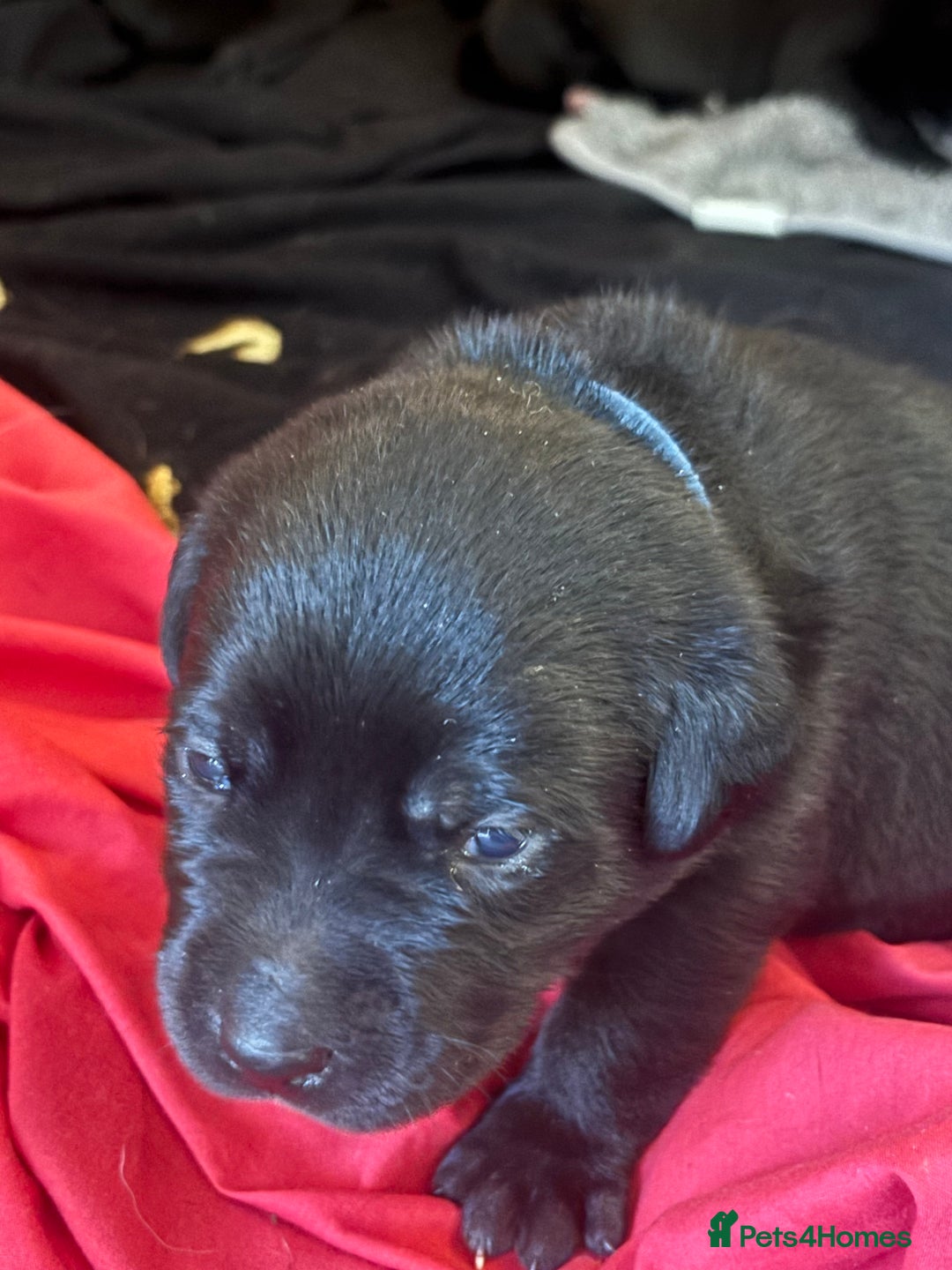 Mixed Breed dogs for sale: Beautiful Staffadors 4 weeks old  - Advert 9