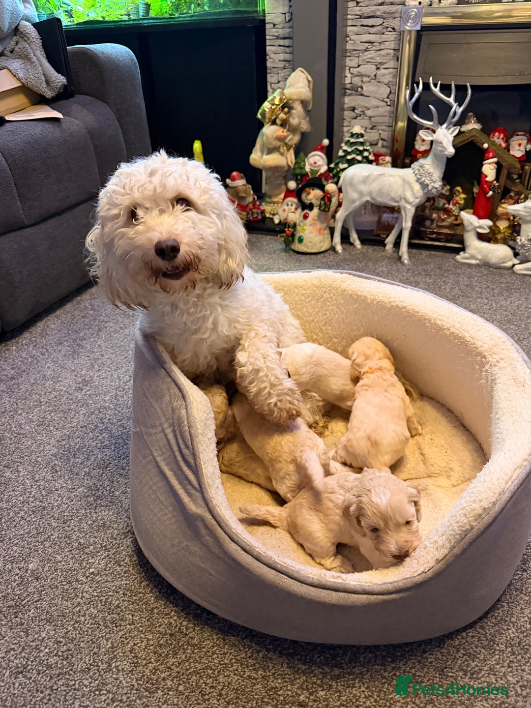 Cockapoo dogs for sale: F2 Toy cockapoo - Advert 20