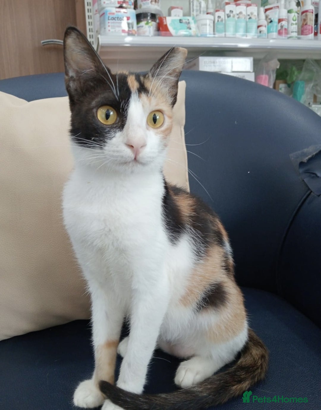 Arabian Mau cats for adoption: Patches - Image 3