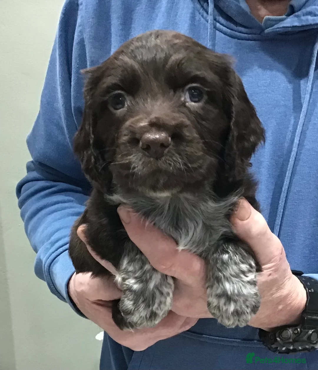 Cocker Spaniel dogs for sale: ABSOLUTELY STUNNING COCKER SPANIEL PUPPIES  - Advert 7